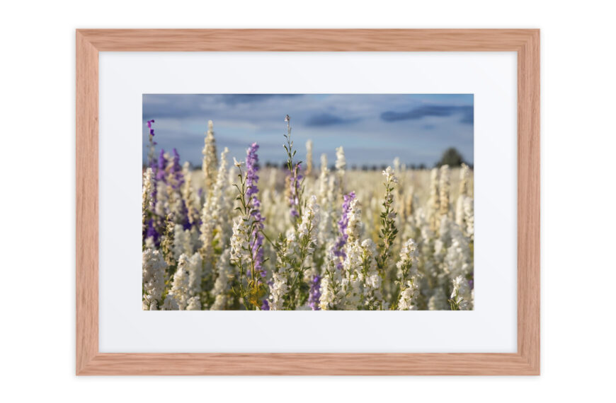 An Evening on the Confetti fields – Framed poster