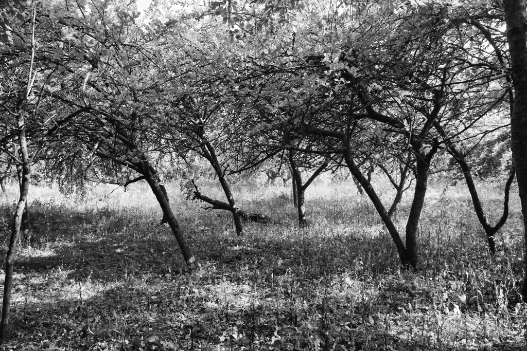 Elmden Manor Walled Garden, Wildlife Trust, Solihull, 2025