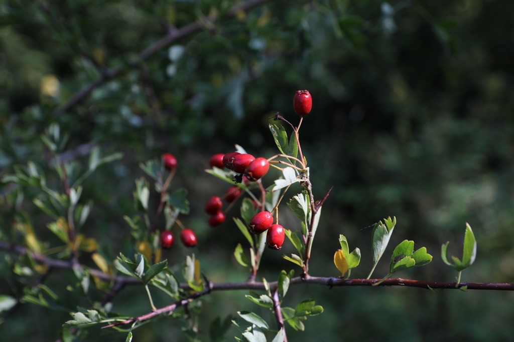 Elmden Manor Walled Garden, Wildlife Trust, Solihull, 2025