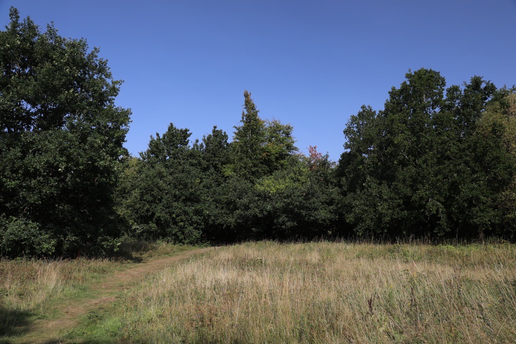 Elmden Manor Walled Garden, Wildlife Trust, Solihull, 2025