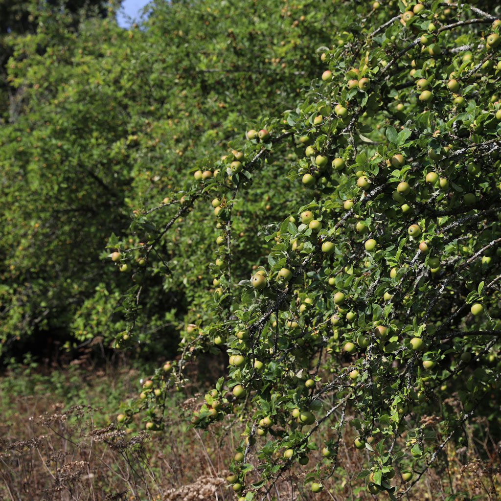 Elmden Manor Walled Garden, Wildlife Trust, Solihull, 2025