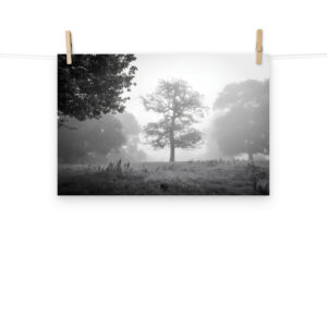 Foggy Morning at Cracks Hill poster