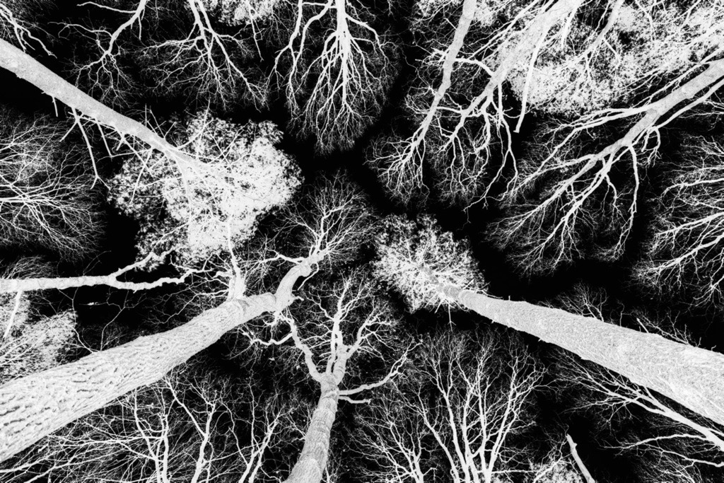 Woodland photography inspiration in Hay Wood near Solihull