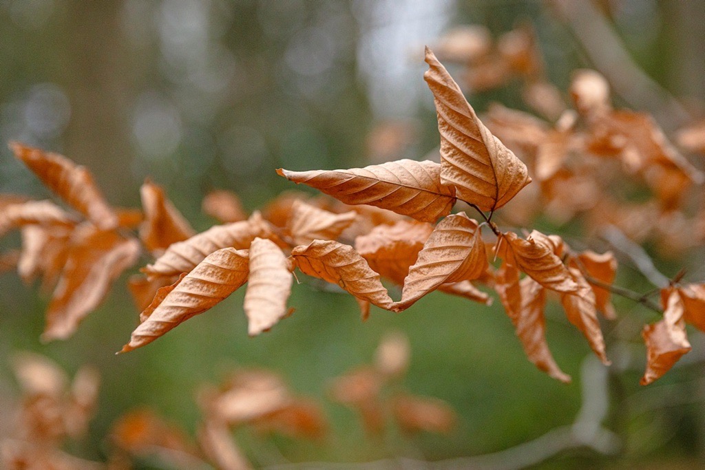 Woodland photography inspiration in Hay Wood near Solihull
