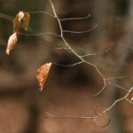 Woodland photography inspiration in Hay Wood near Solihull