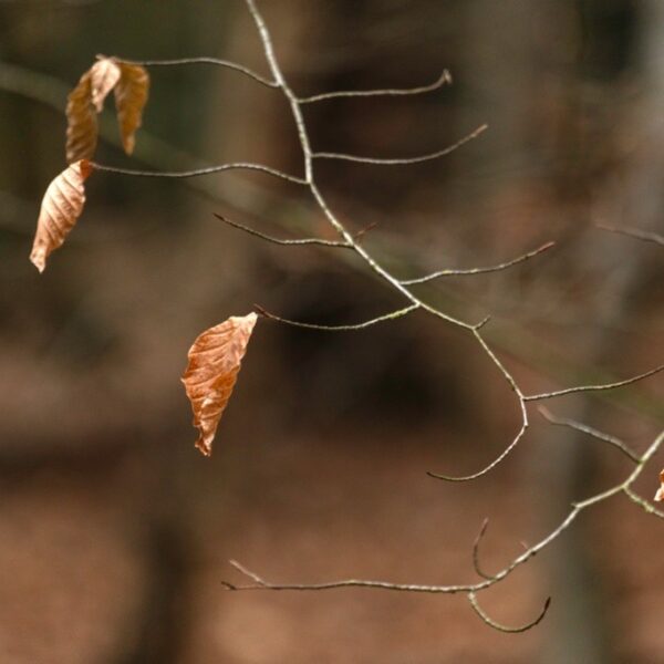 Woodland photography inspiration in Hay Wood near Solihull