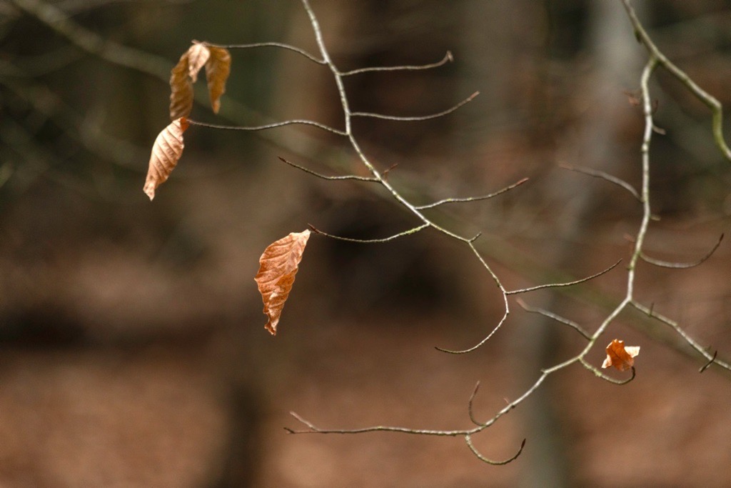 Woodland photography inspiration in Hay Wood near Solihull