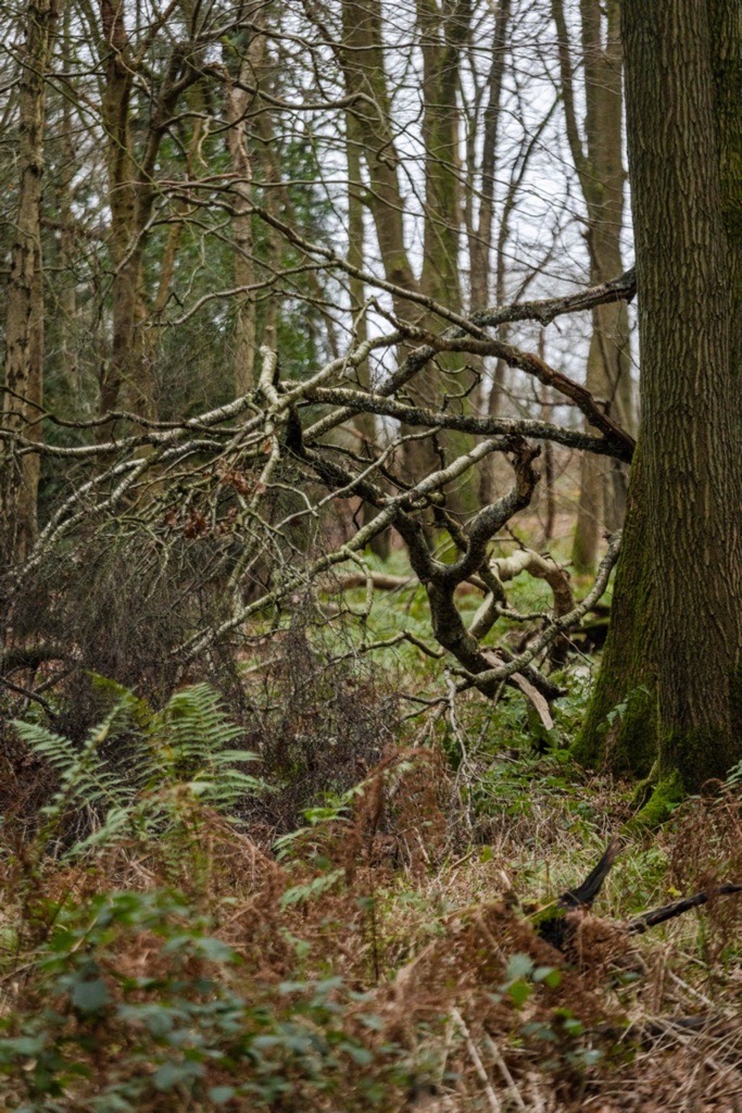 Woodland photography inspiration in Hay Wood near Solihull