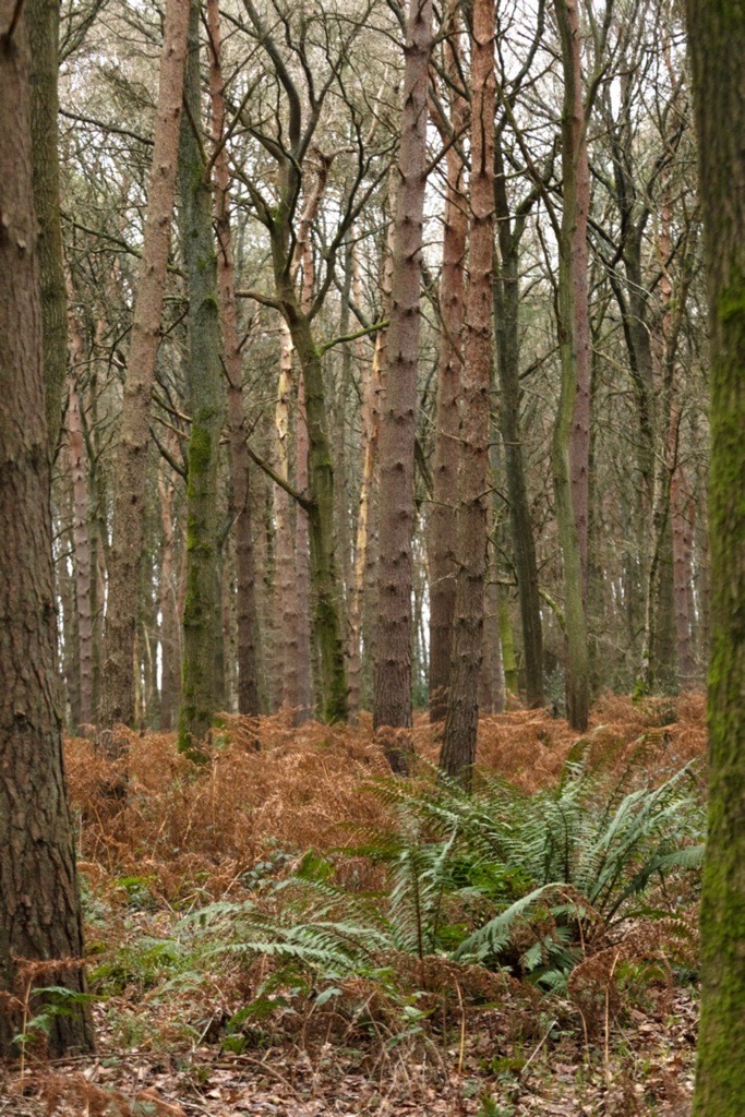 Woodland photography inspiration in Hay Wood near Solihull