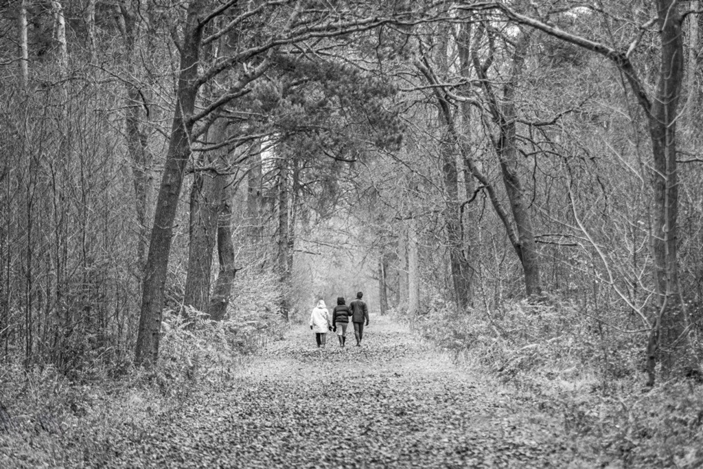 Woodland photography inspiration in Hay Wood near Solihull