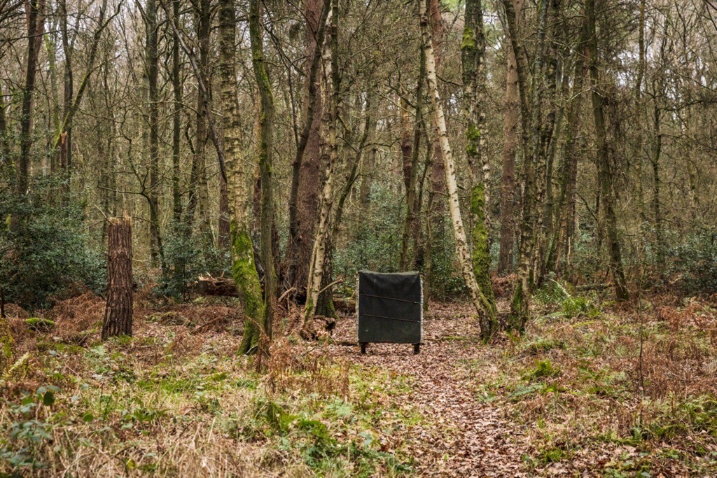 Woodland photography inspiration in Hay Wood near Solihull