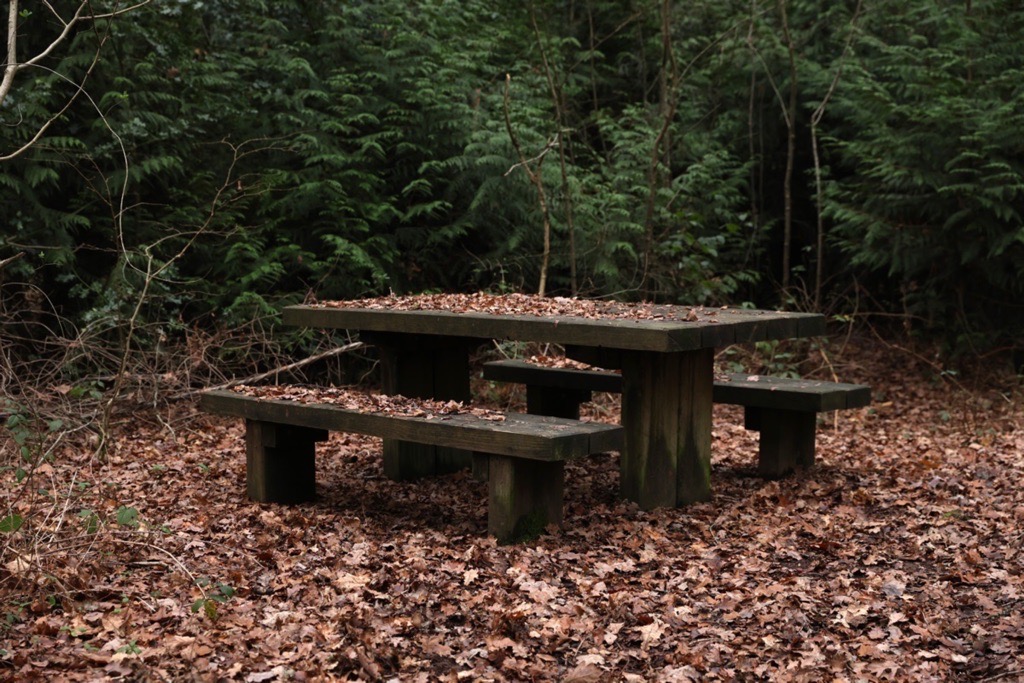 Woodland photography inspiration in Hay Wood near Solihull