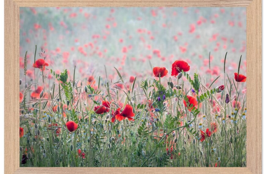 1c92f26c-c880-4ded-a000-02610be3321a