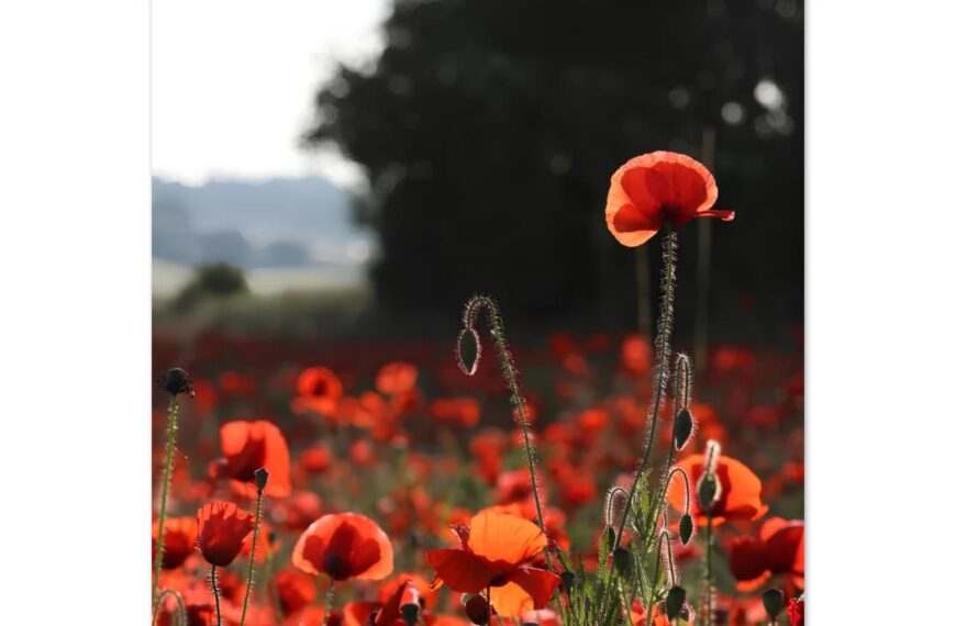 ec fc bc ab bffb jpg