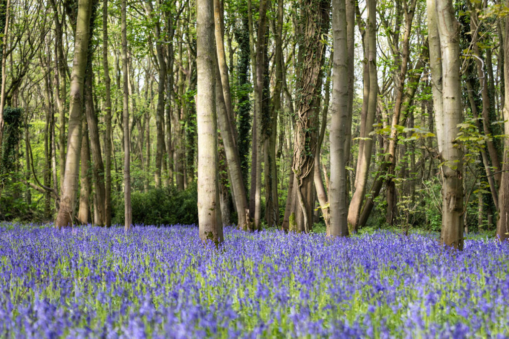Bluebells Cawston Wood