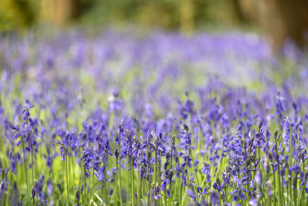 Bluebells cawston
