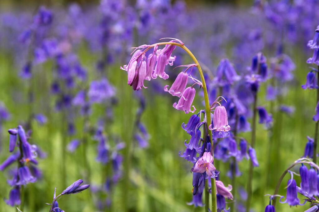 Bluebells cawston