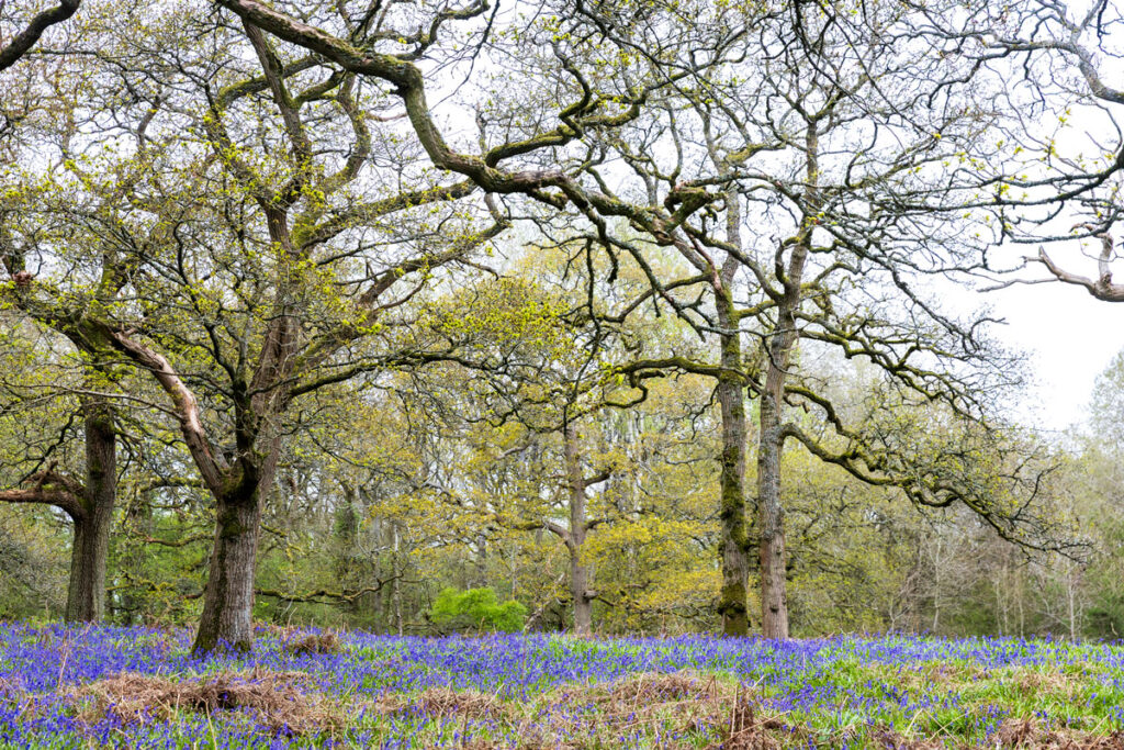 Bluebells ryton