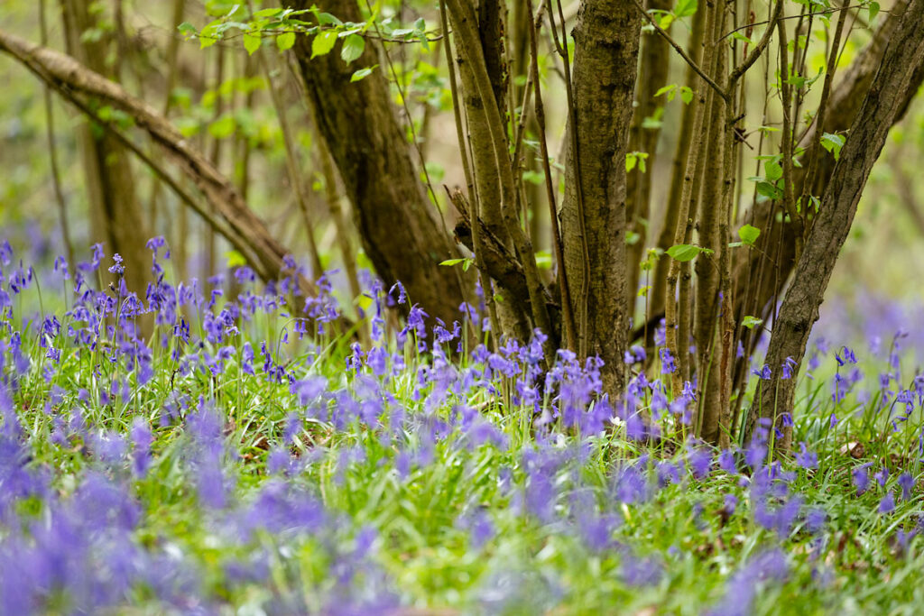 Bluebells Ryton Pools
