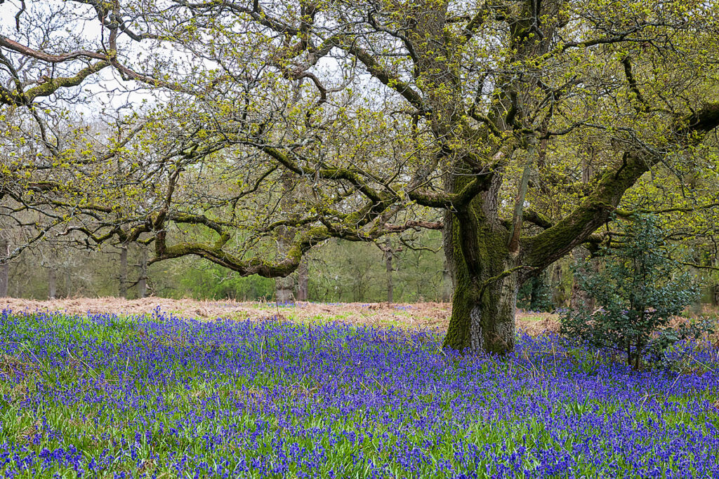 Bluebells Ryton Pools