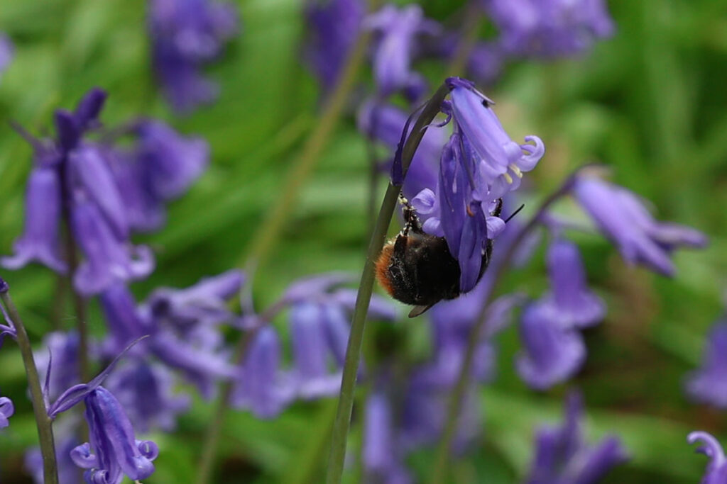 Bluebells Ryton Pools