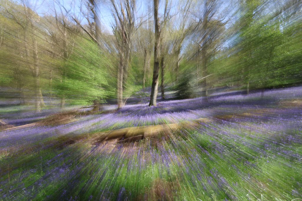 Bluebells Heart of England