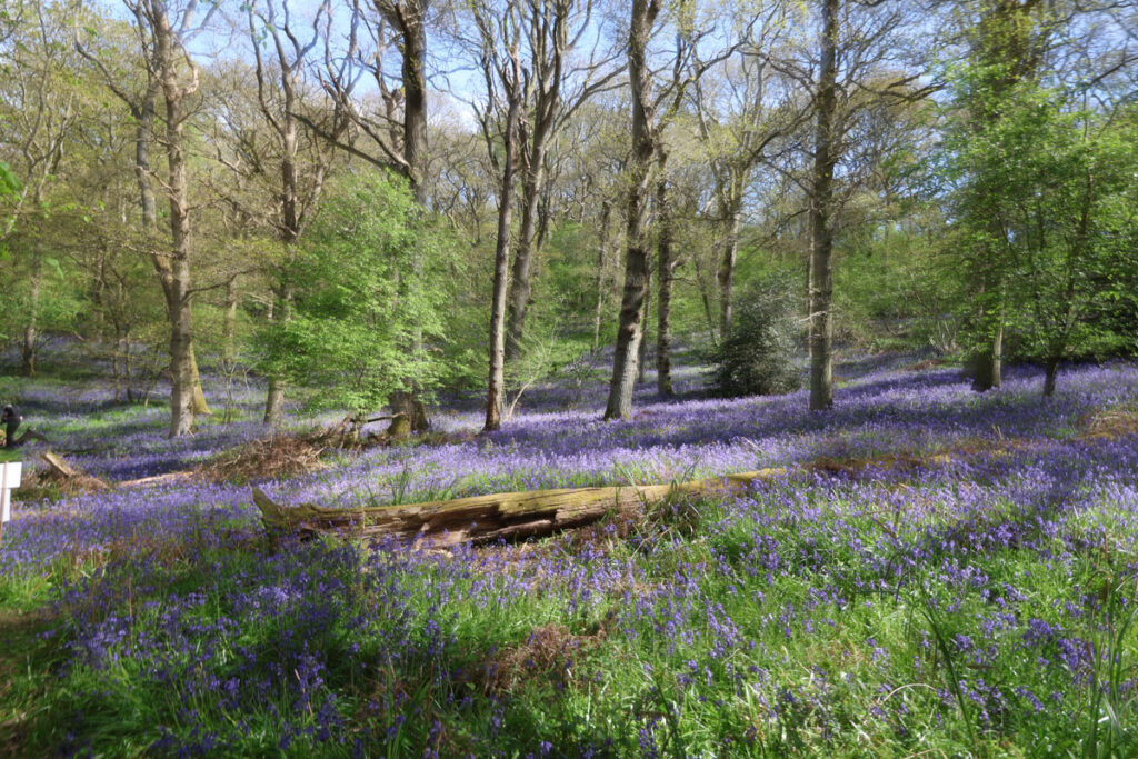 Bluebells Heart of England