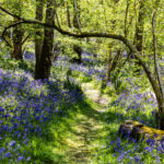 Bluebells Heart of England