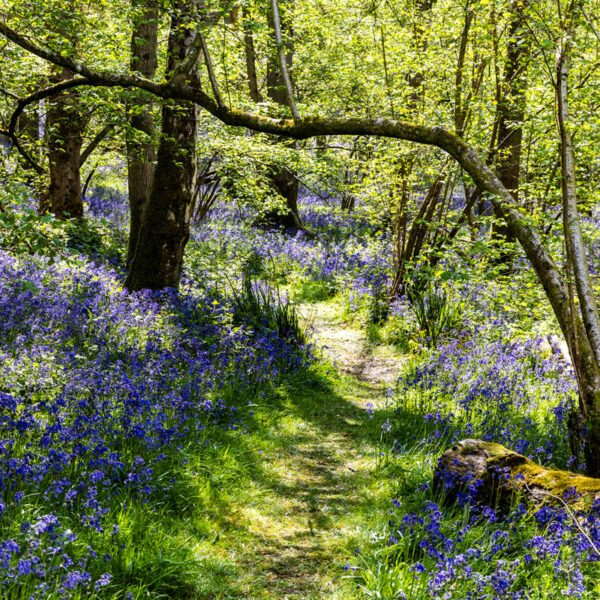 Bluebells Heart of England