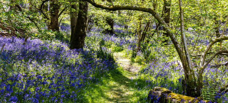 Bluebells Heart of England