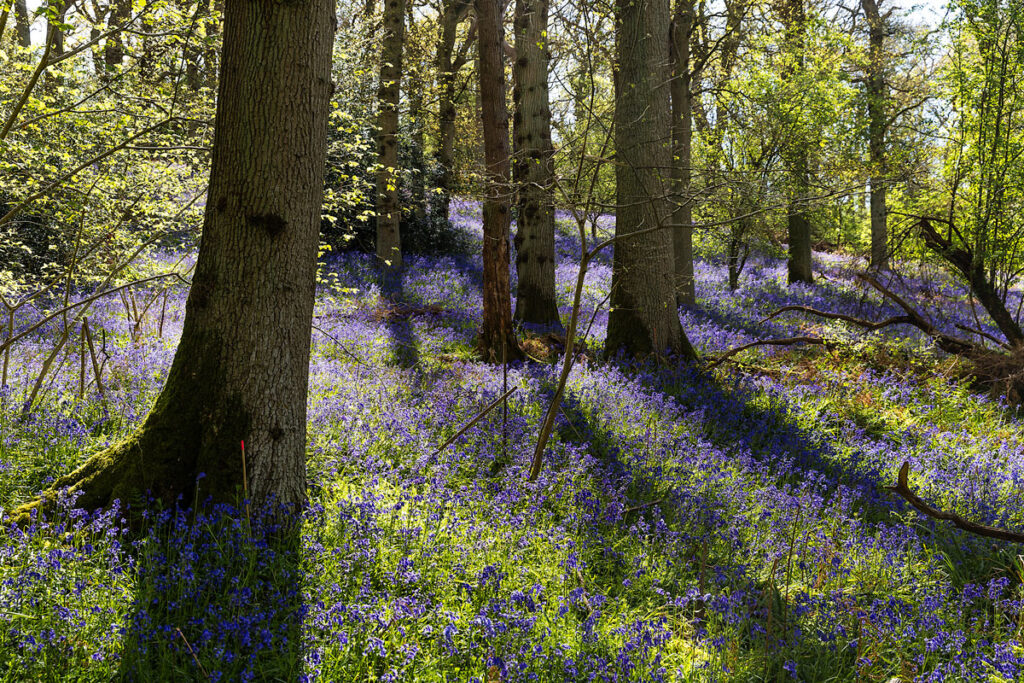 Bluebells Heart of England