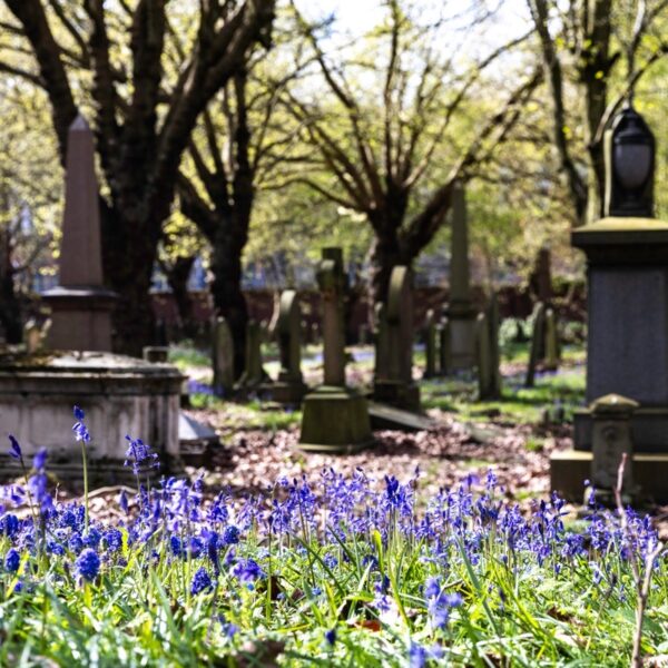 Bluebells at Key Hill Cemetery