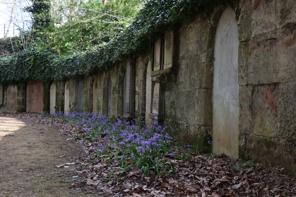 Bluebells at Key Hill Cemetery