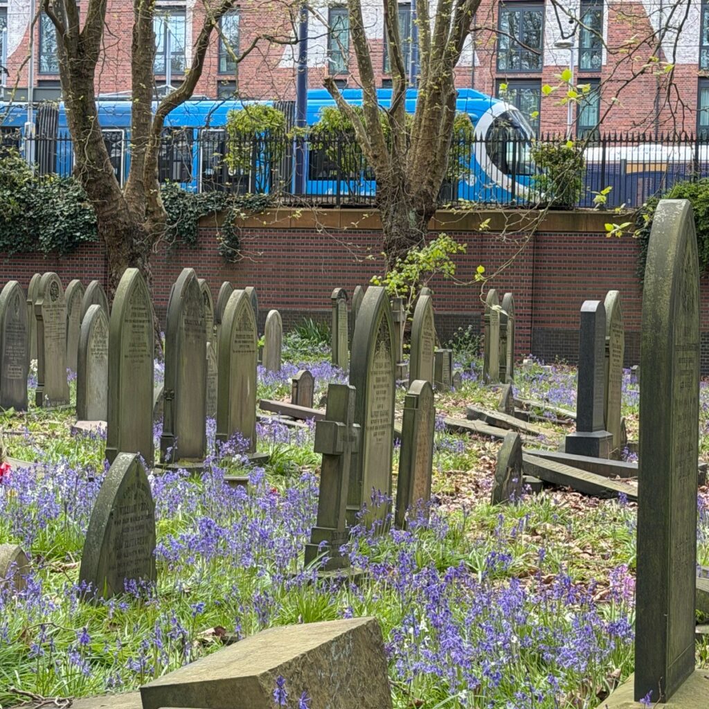Bluebells at Key Hill Cemetery