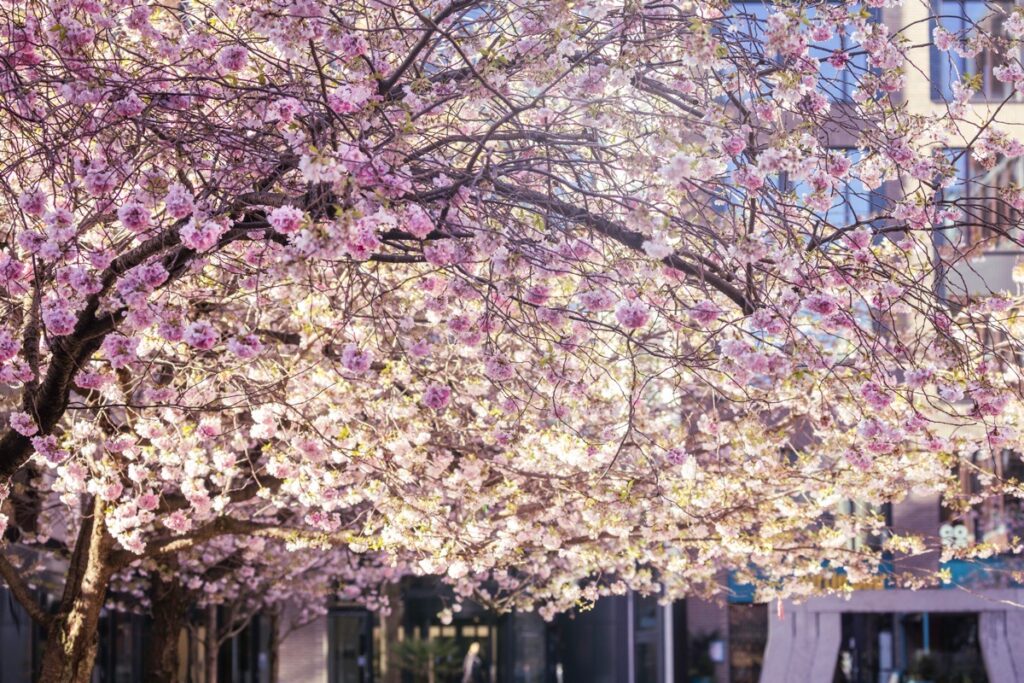 Blossom memories from Oozells Square