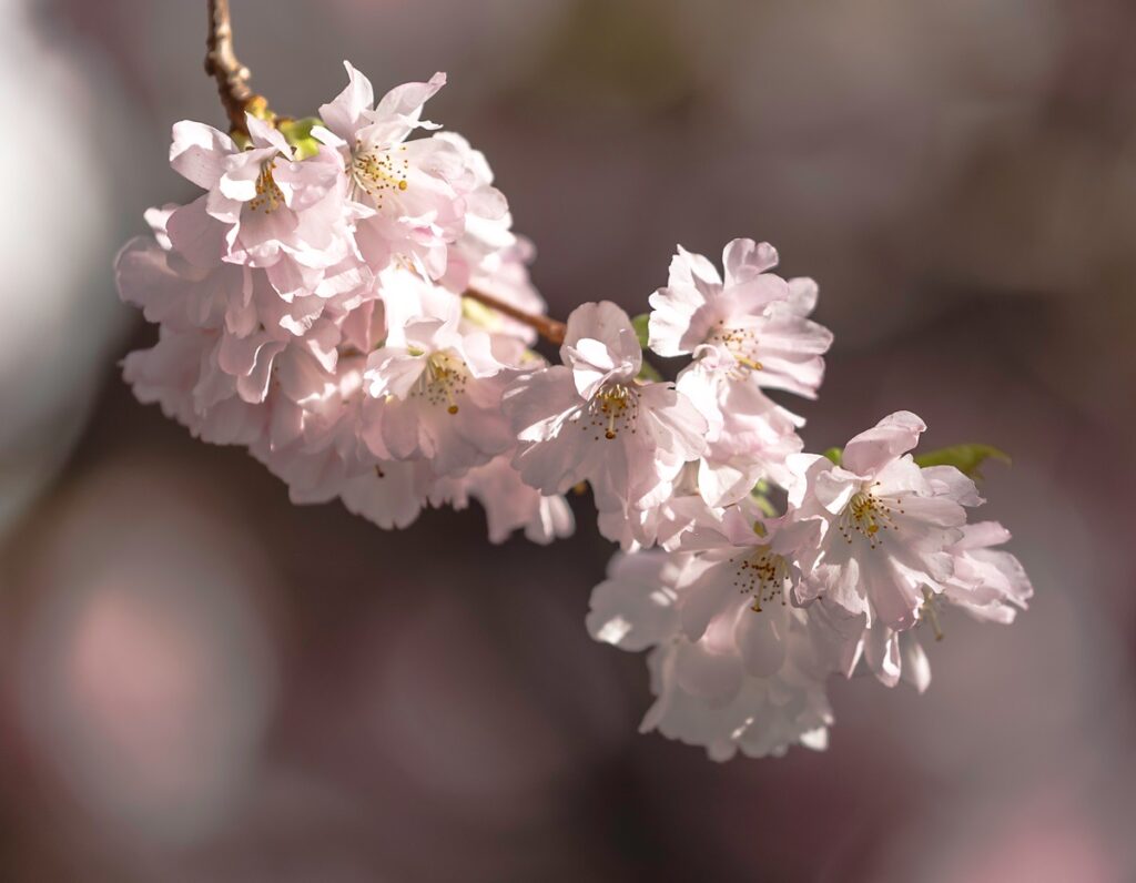 Blossom memories from Oozells Square