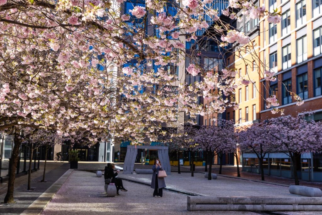 Blossom memories from Oozells Square