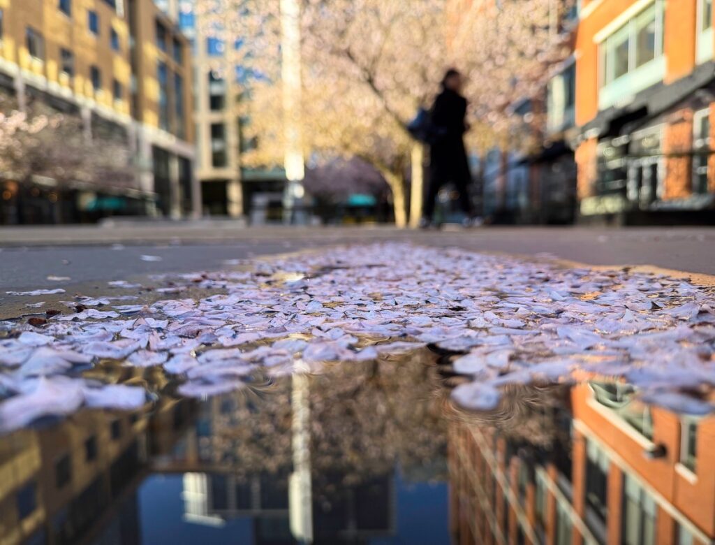 Blossom memories from Oozells Square