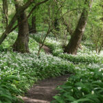 Wild Garlic Wychwood