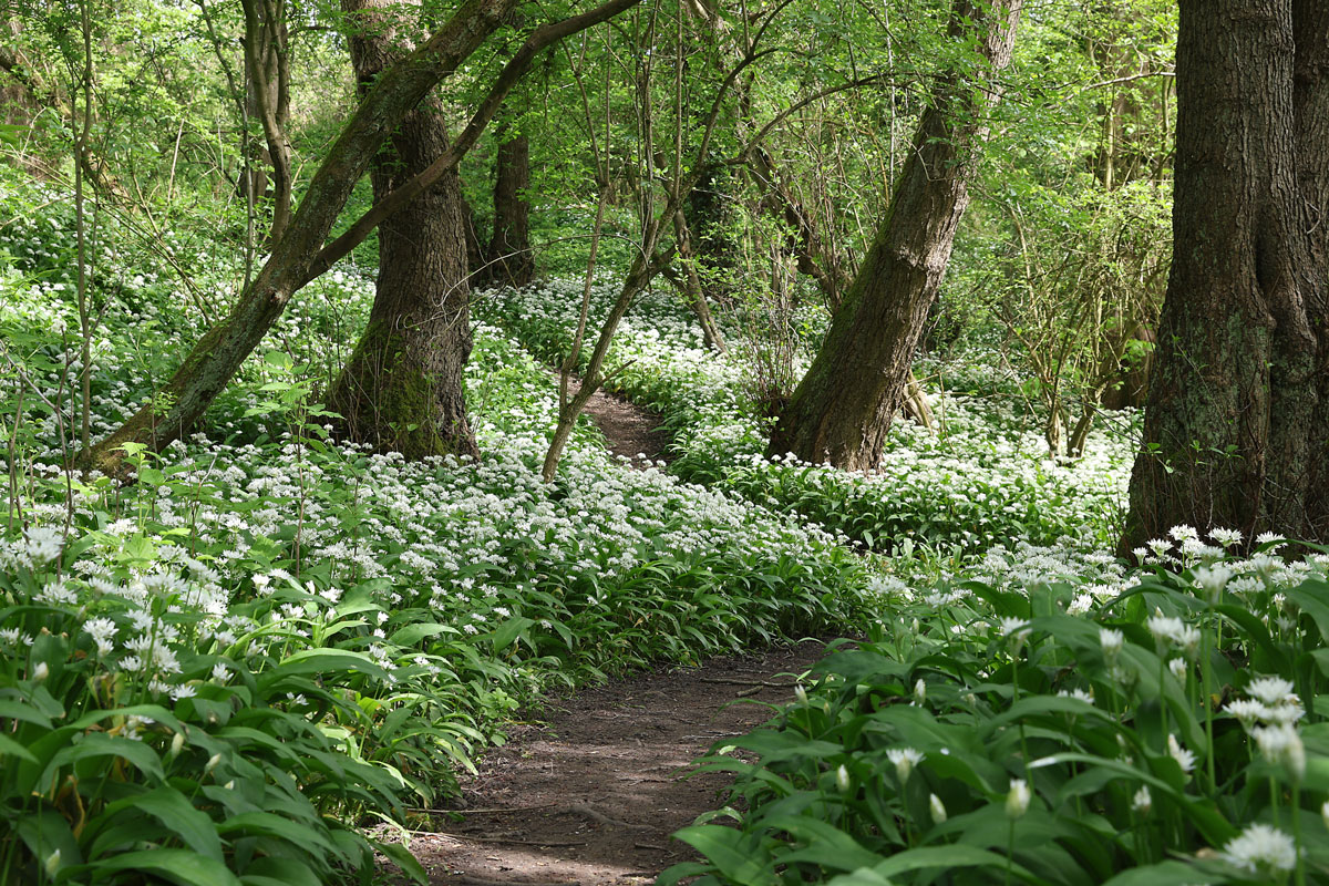 Wild Garlic Wychwood