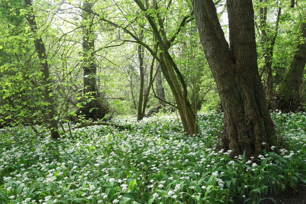 Wild Garlic Wychwood