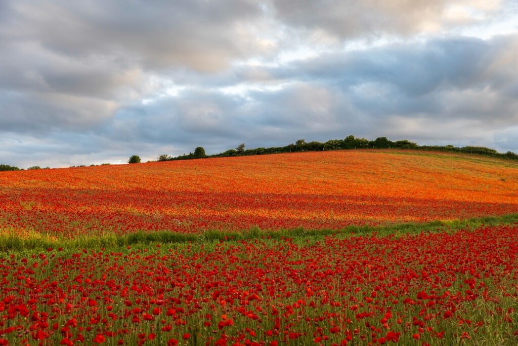 Bewdley Worcester poppy field