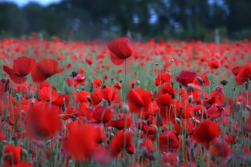 Bewdley Worcester poppy field
