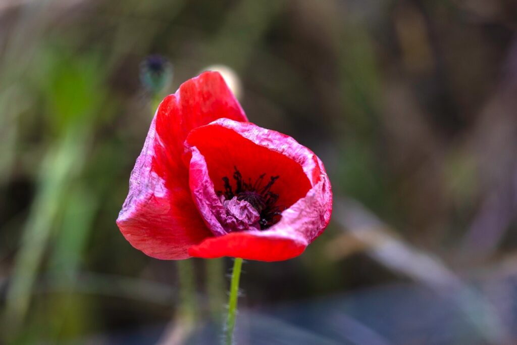 Bewdley Worcester poppy field