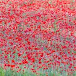 Bewdley Worcester poppy field