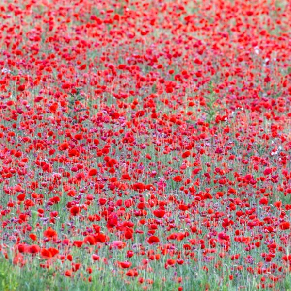 Bewdley Worcester poppy field