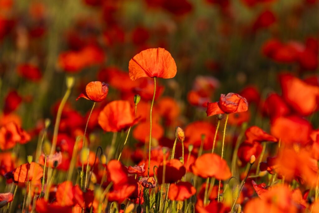 Bewdley Worcester poppy field