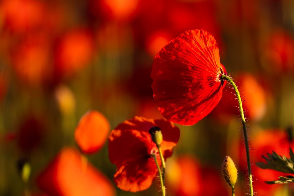 Bewdley Worcester poppy field