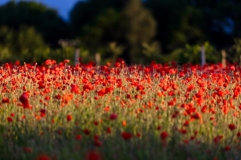 Bewdley Worcester poppy field