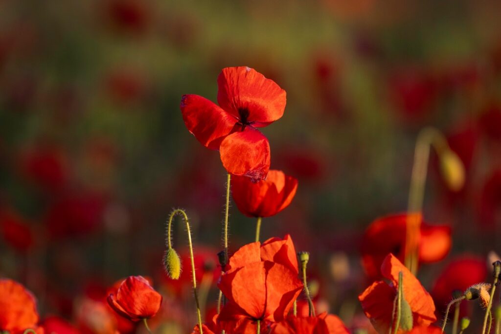 Bewdley Worcester poppy field